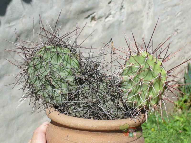Una foto de Opuntia sulphurea