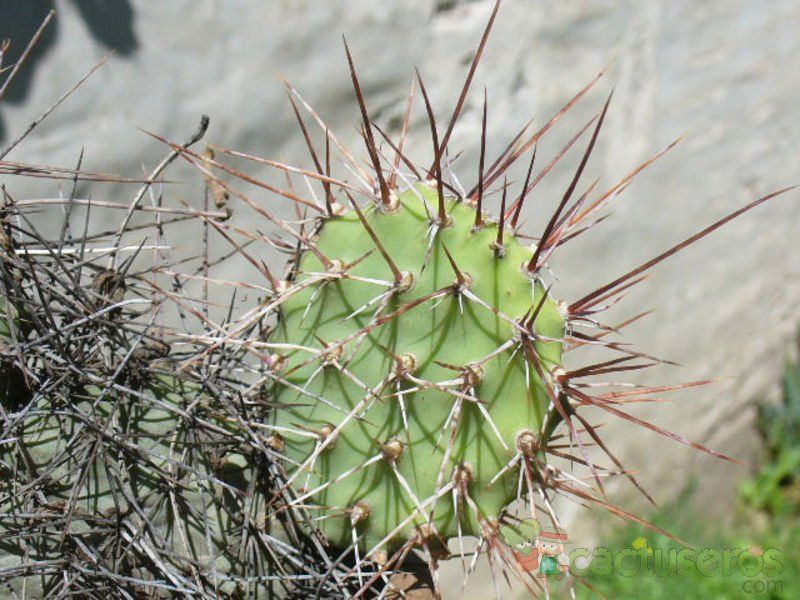 Una foto de Opuntia sulphurea