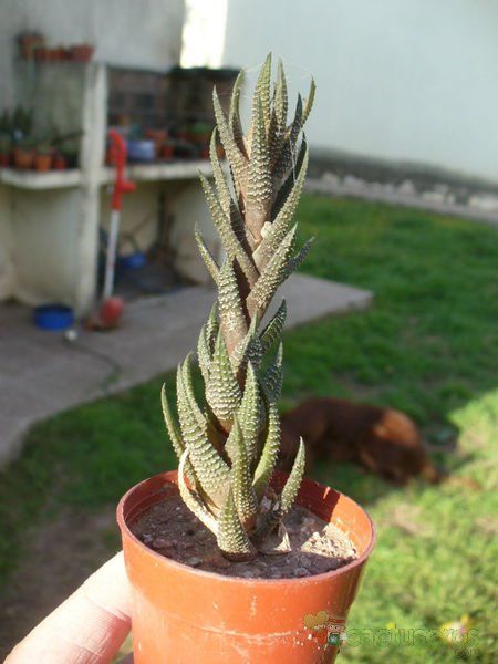 A photo of Haworthia coarctata var. adelaidensis