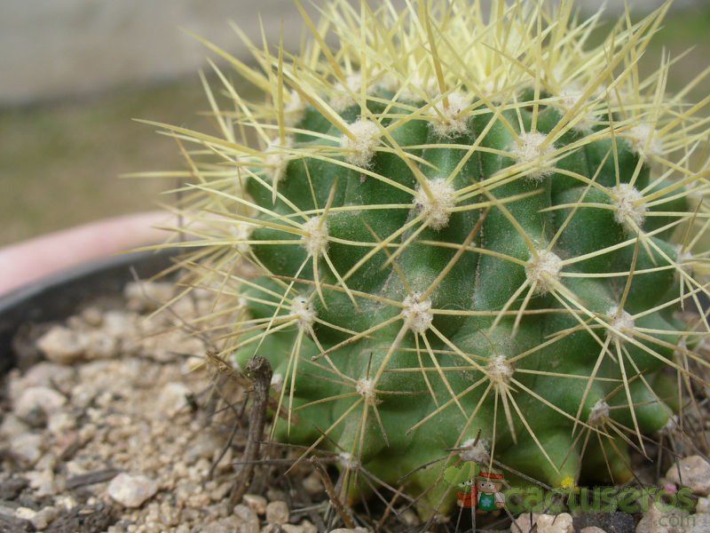 Una foto de Ferocactus diguetii