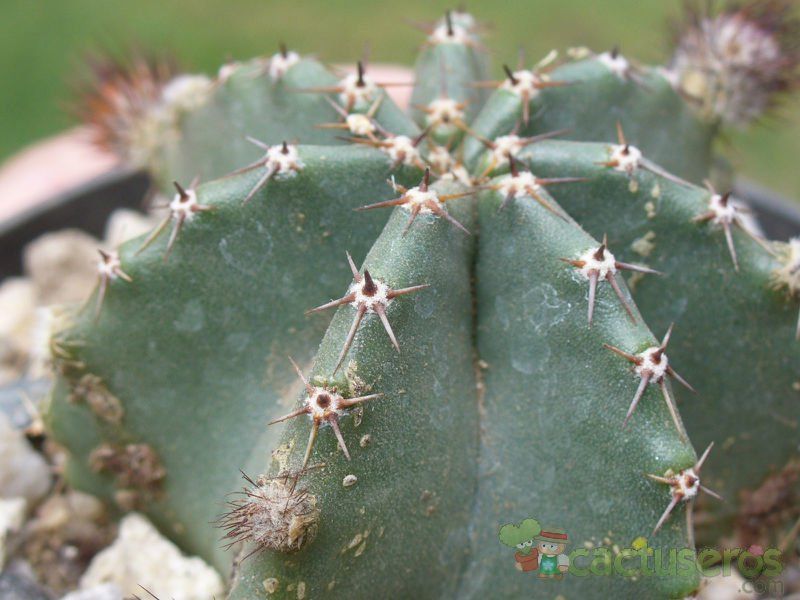 A photo of Echinocereus subinermis