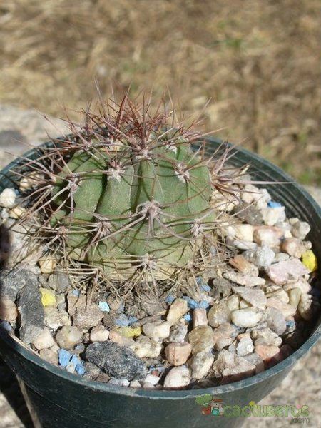 Una foto de Denmoza rhodacantha