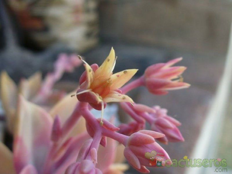 Una foto de Graptoveria Douglas Huth (Graptopetalum paraguayense x Echeveria sp.) (HIBRIDO)