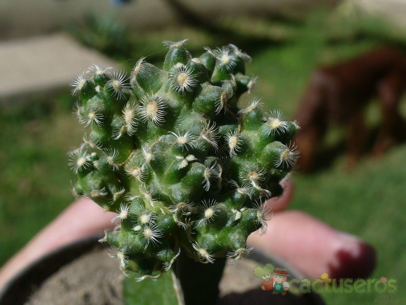 A photo of Mammillaria saboae ssp. haudeana