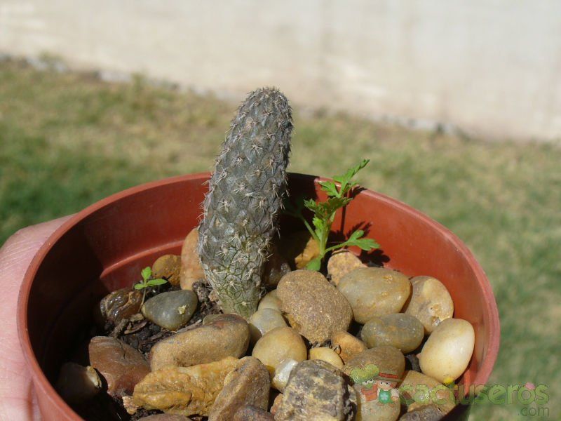 A photo of Pterocactus megliolii