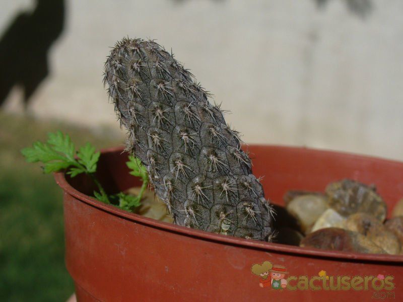 A photo of Pterocactus megliolii