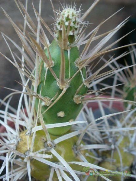 A photo of Maihueniopsis darwinii var. hickenii