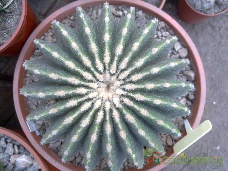A photo of Echinocactus grusonii fma. inermis