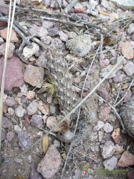 A photo of Pterocactus tuberosus