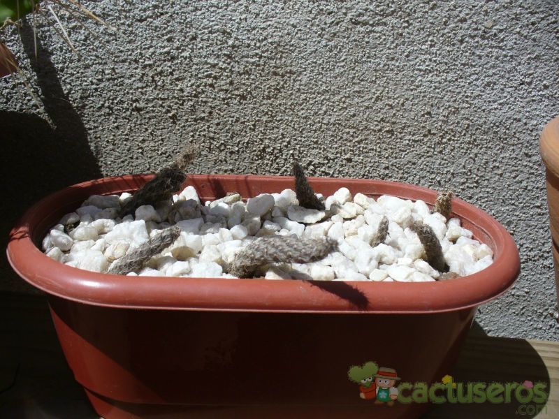 A photo of Pterocactus tuberosus