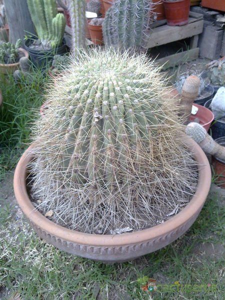 Una foto de Echinopsis formosa