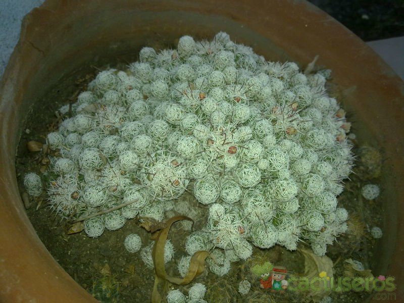 A photo of Mammillaria gracilis