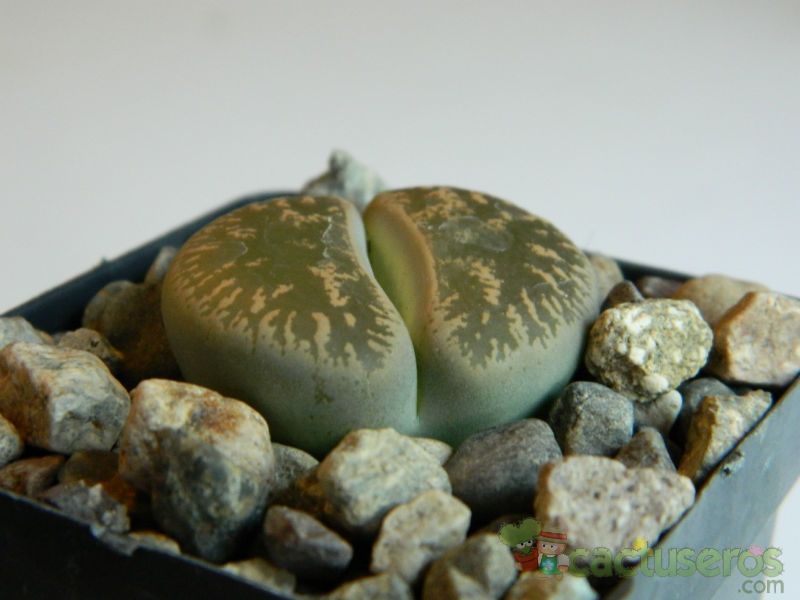 Una foto de Lithops lesliei ssp. lesliei var. lesliei