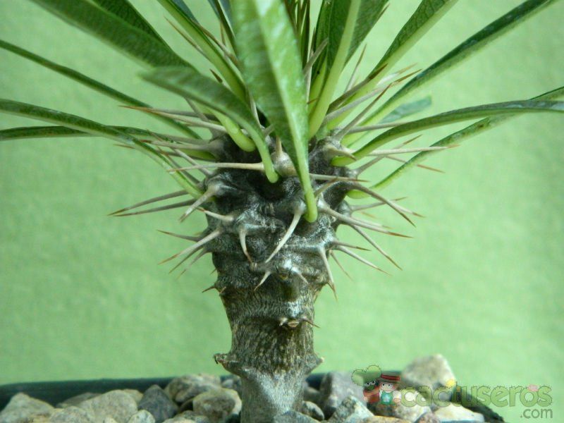 Una foto de Pachypodium lamerei