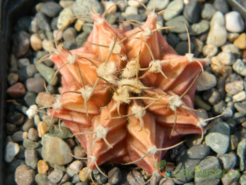 Una foto de Gymnocalycium mihanovichii