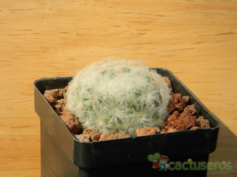 A photo of Mammillaria plumosa