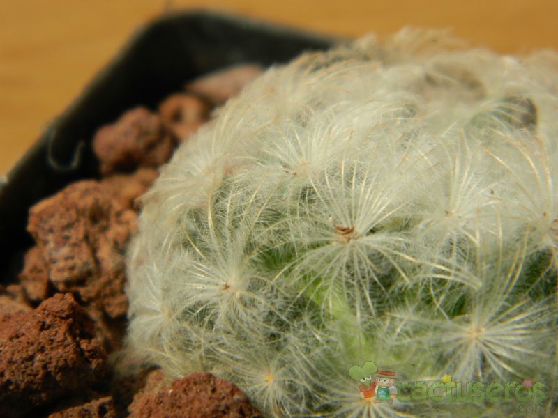 A photo of Mammillaria plumosa