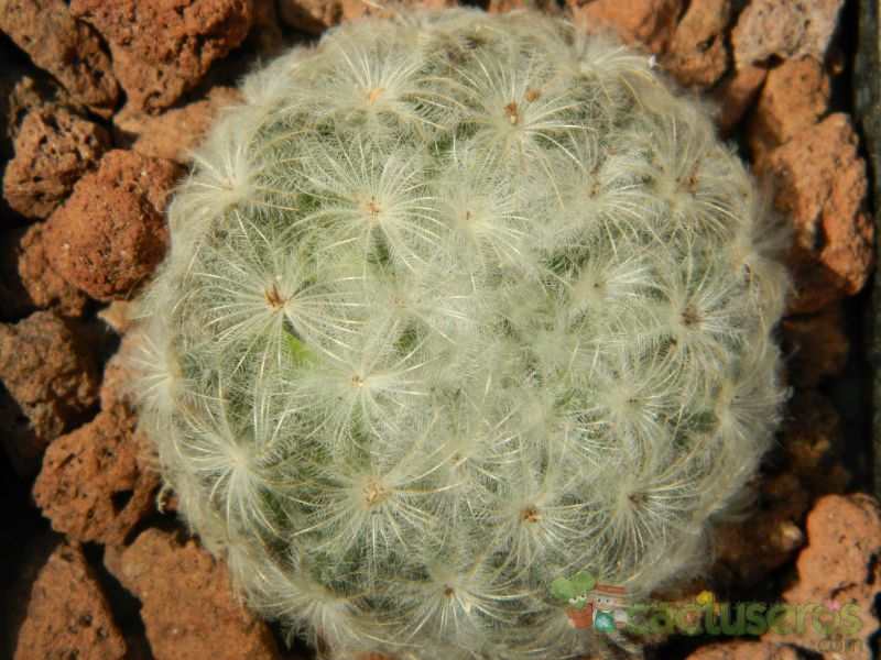 A photo of Mammillaria plumosa