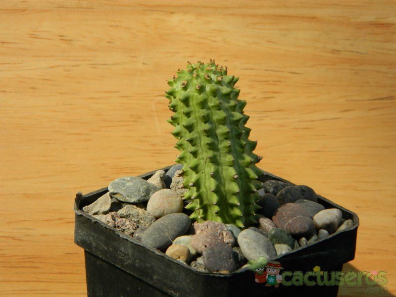 A photo of Euphorbia fimbriata