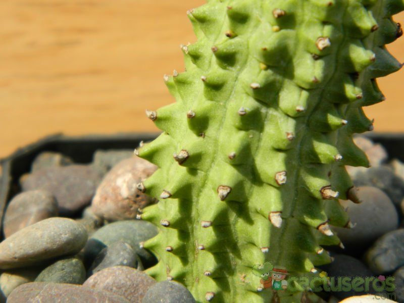 A photo of Euphorbia fimbriata