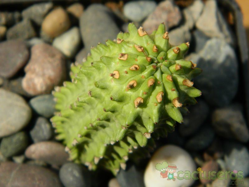 A photo of Euphorbia fimbriata