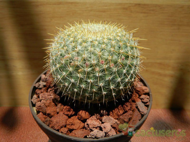 Una foto de Mammillaria muehlenpfordtii