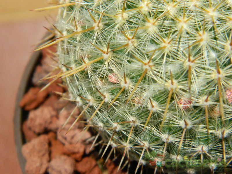 Una foto de Mammillaria muehlenpfordtii