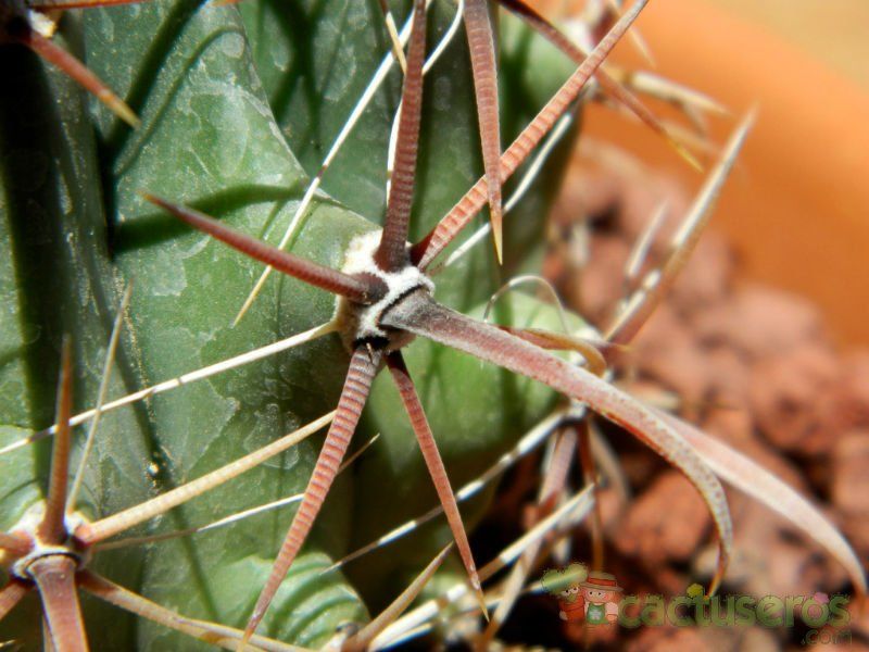 A photo of Ferocactus peninsulae var. townsendianus