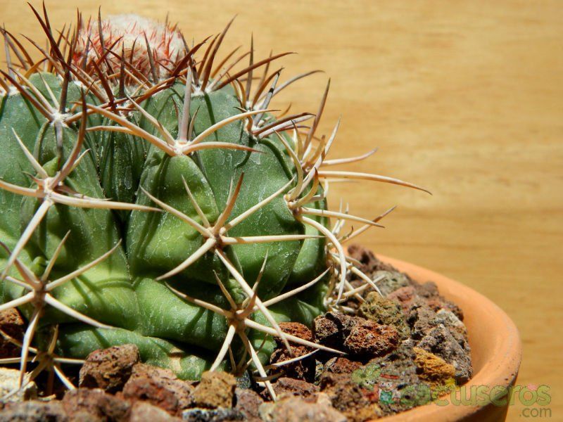 A photo of Melocactus peruvianus