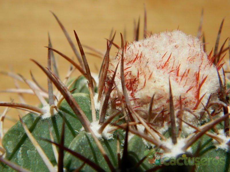 Una foto de Melocactus peruvianus
