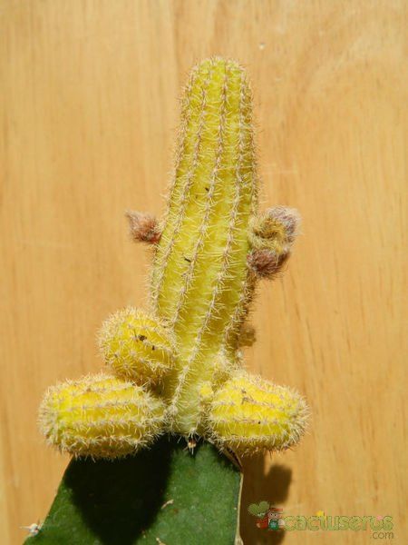 Una foto de Echinopsis chamaecereus (injertado)