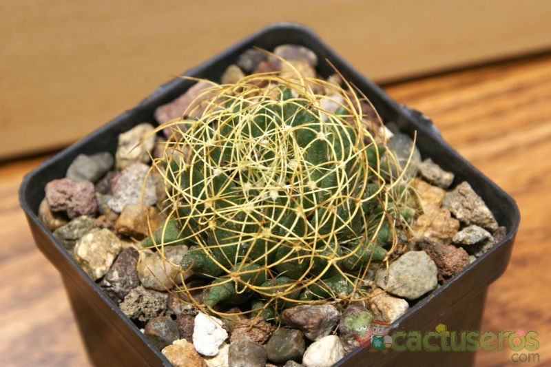 Una foto de Mammillaria decipiens ssp. camptotricha