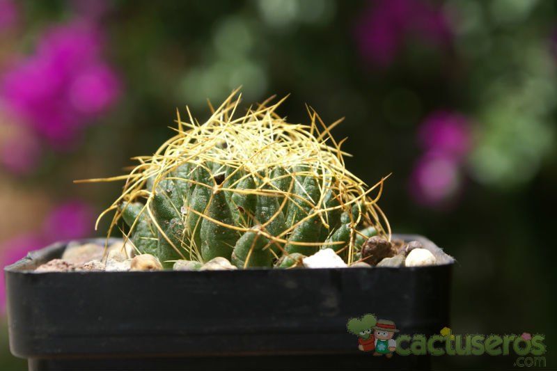 Una foto de Mammillaria decipiens ssp. camptotricha
