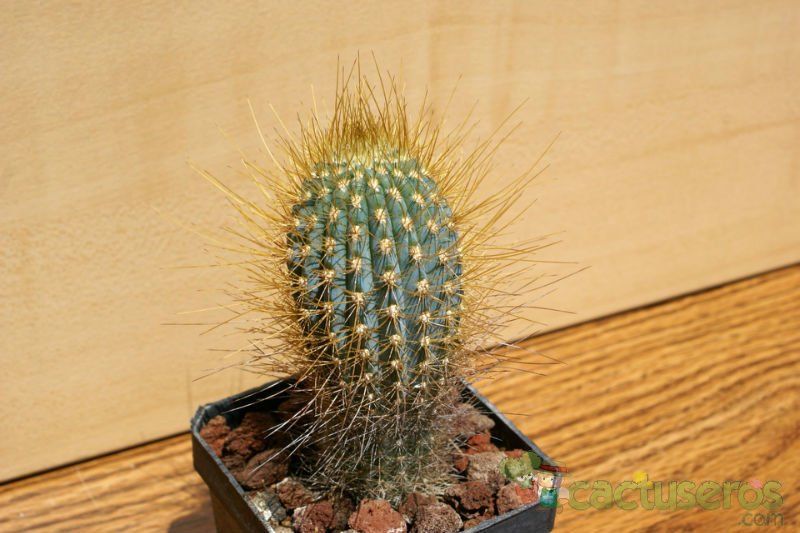 A photo of Micranthocereus estevesii