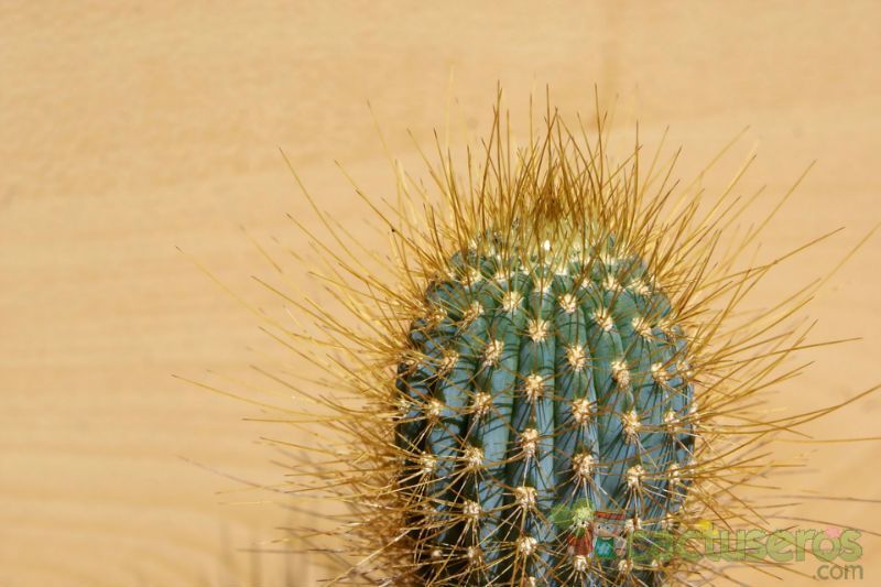 A photo of Micranthocereus estevesii
