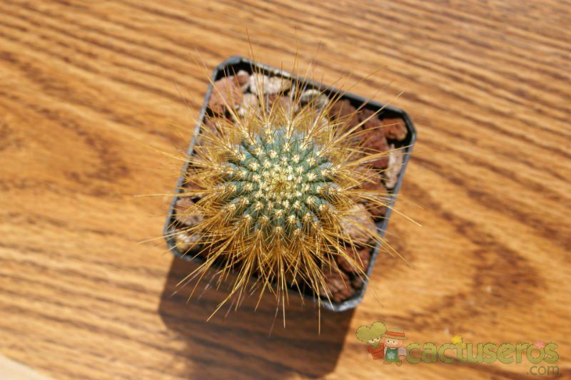 A photo of Micranthocereus estevesii