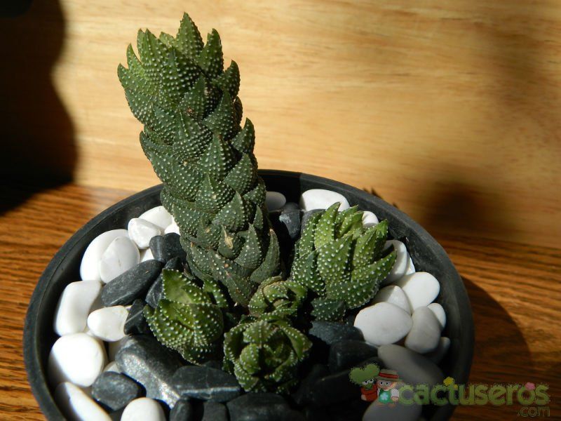 A photo of Haworthia coarctata