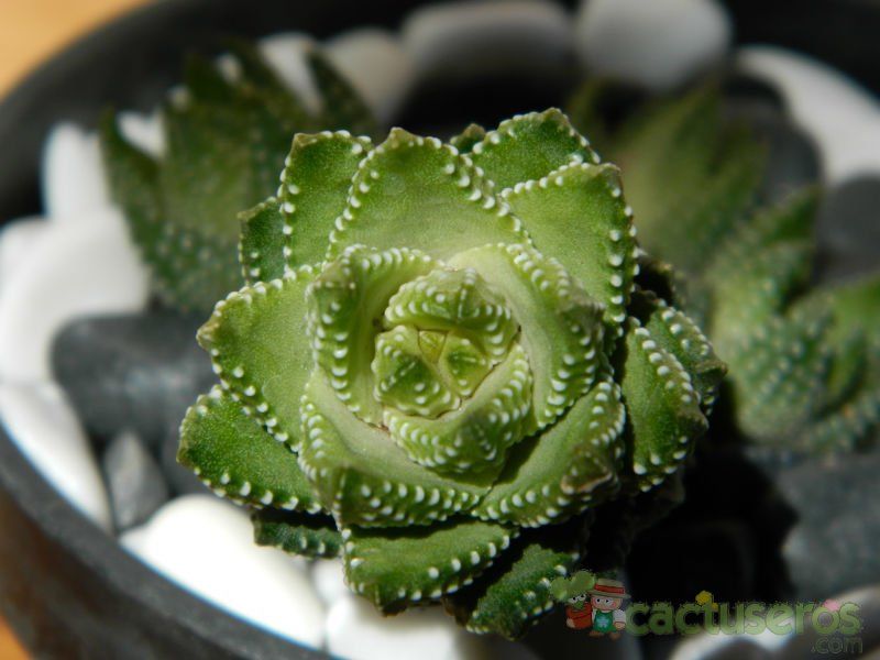 A photo of Haworthia coarctata