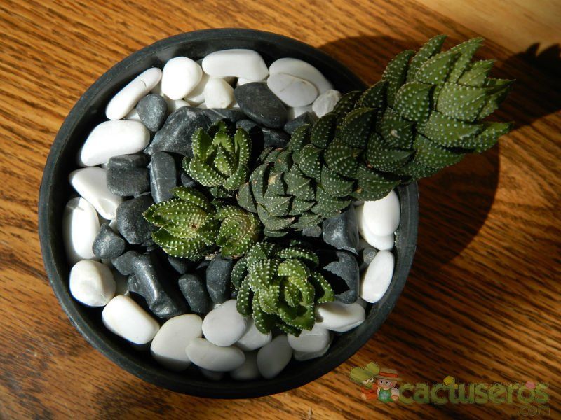 A photo of Haworthia coarctata