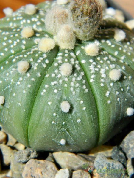 A photo of Astrophytum asterias