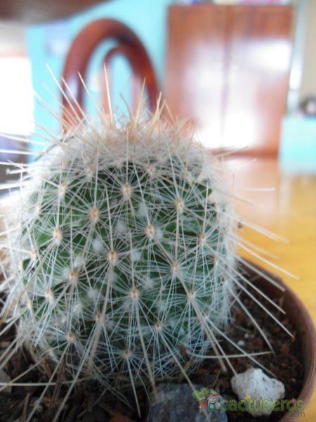 A photo of Mammillaria guerreronis
