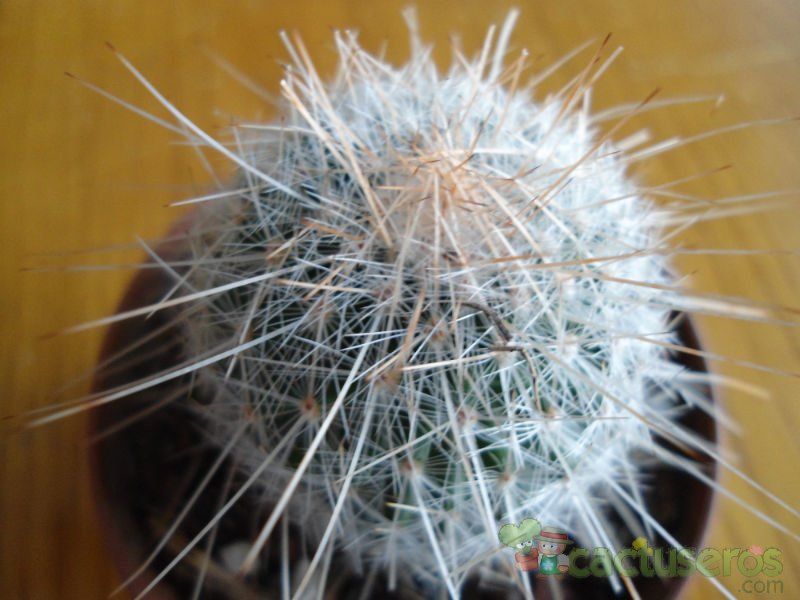 A photo of Mammillaria guerreronis