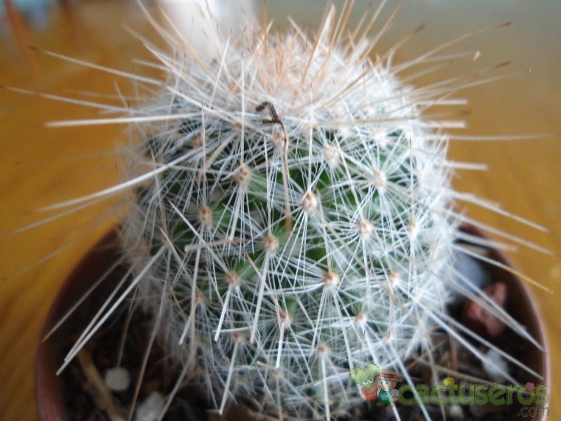 A photo of Mammillaria guerreronis