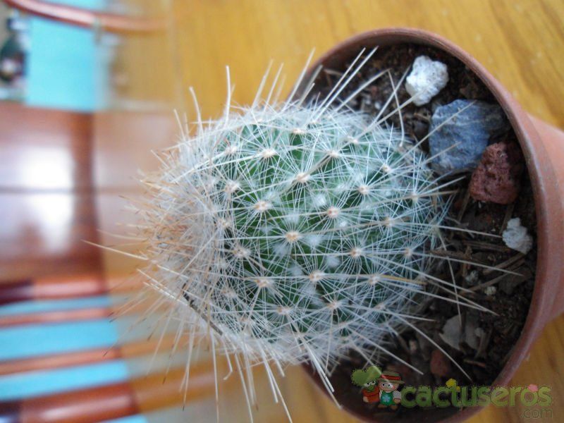 A photo of Mammillaria guerreronis