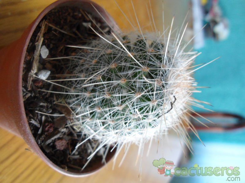A photo of Mammillaria guerreronis