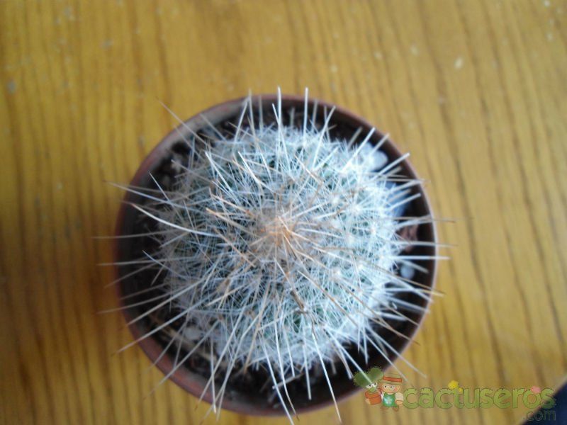 A photo of Mammillaria guerreronis