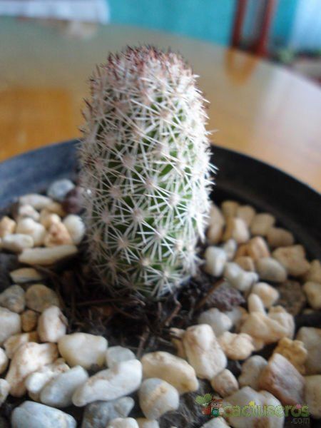 Una foto de Mammillaria sphacelata