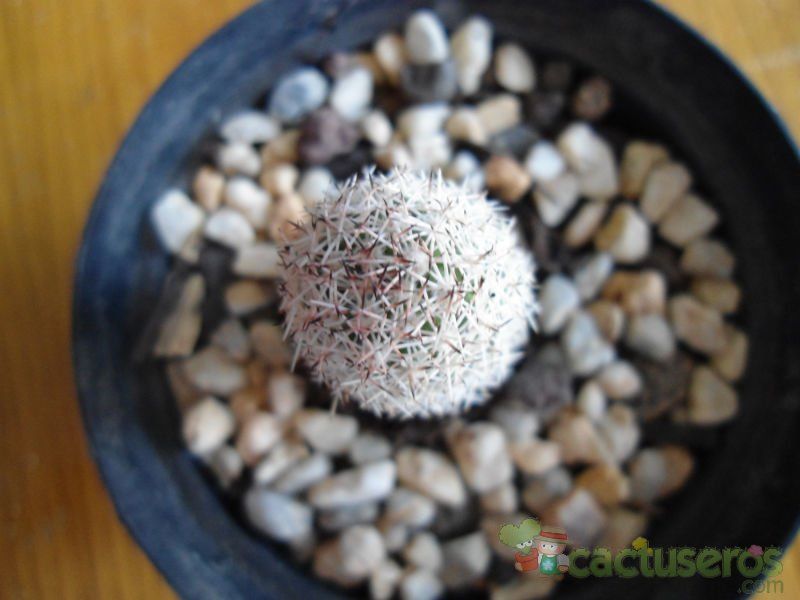 Una foto de Mammillaria sphacelata