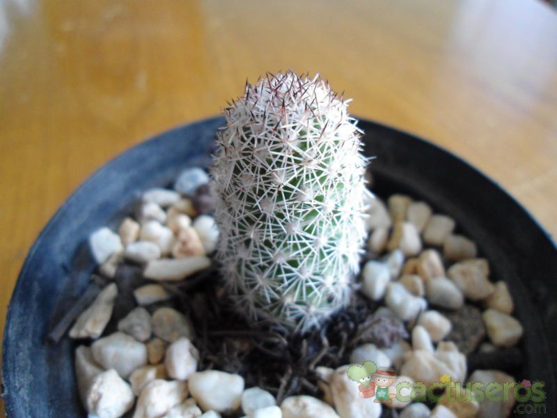 Una foto de Mammillaria sphacelata