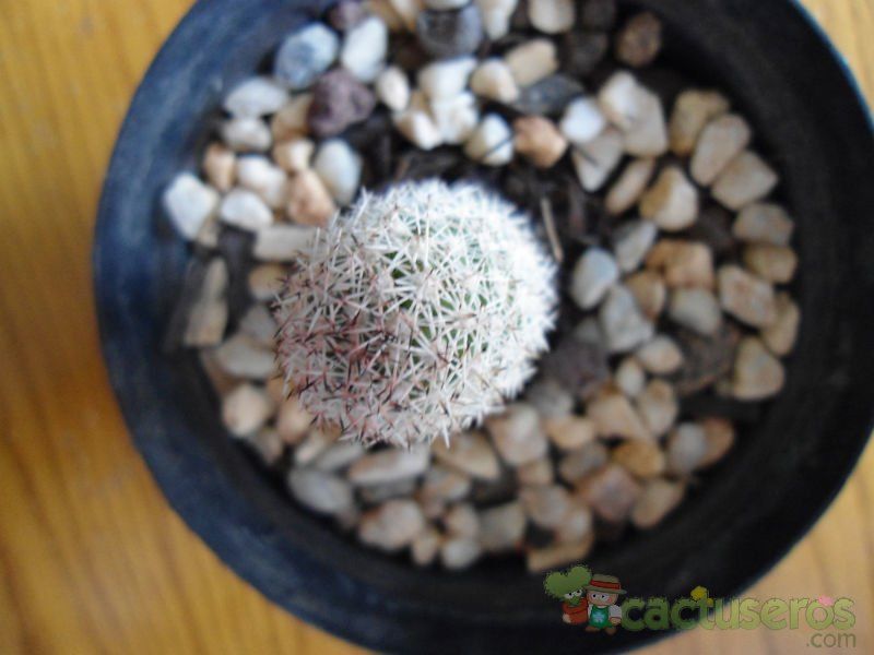 Una foto de Mammillaria sphacelata